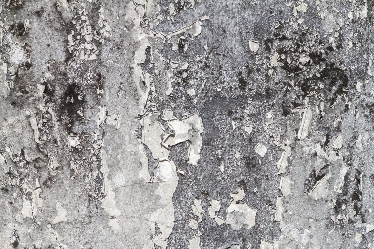 mold remediation services houston tx