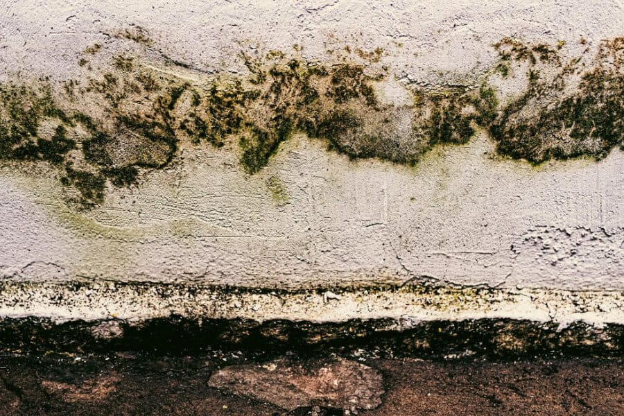 You are currently viewing The Science Behind Mold Growth in Homes